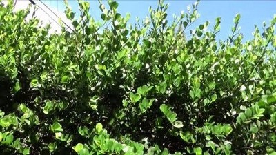 Инцест, Блондинки, С сестрой, С братом, На кухне, Кончил на лицо, Кончил внутрь,